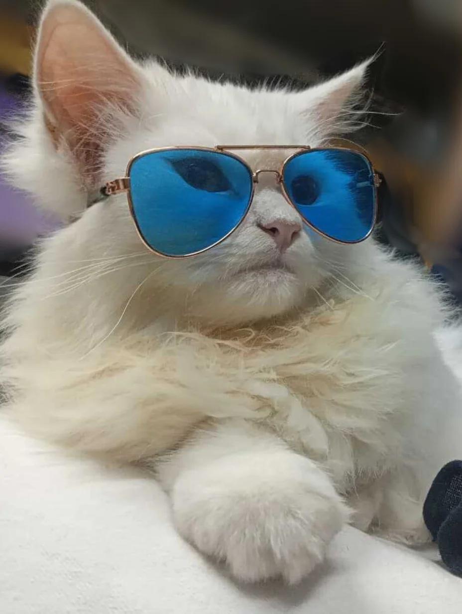 LEO - Chief Nap Officer